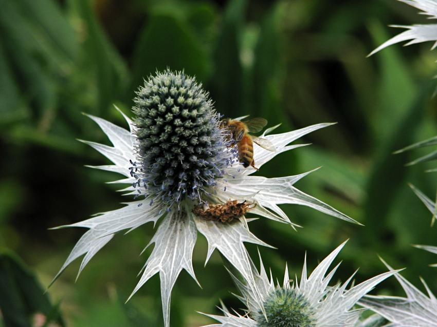 Abeille sur chardon