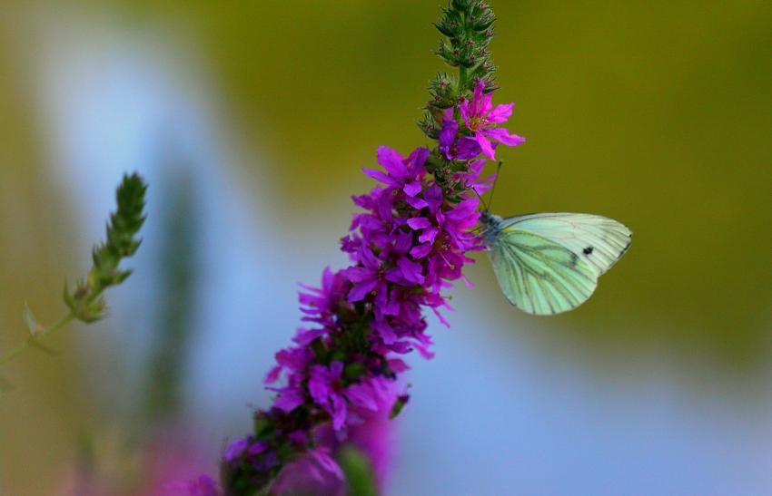 Il papillonne le piride