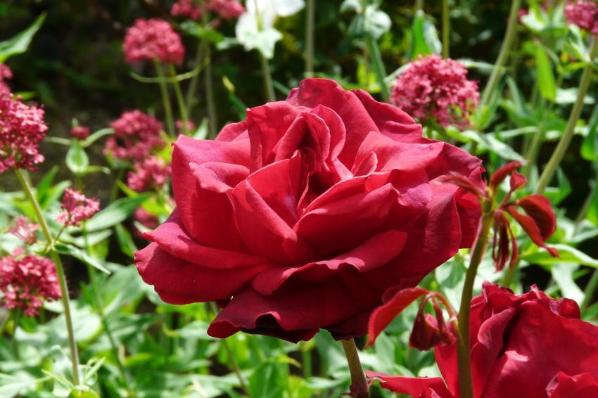 Une rose rouge