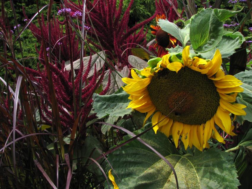 Jardin botanique Van Dusen