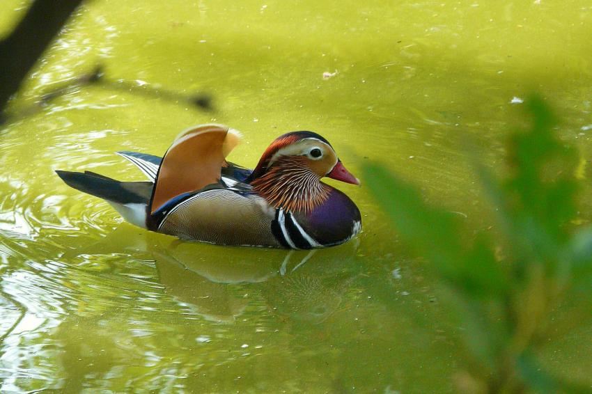 Un beau mandarin