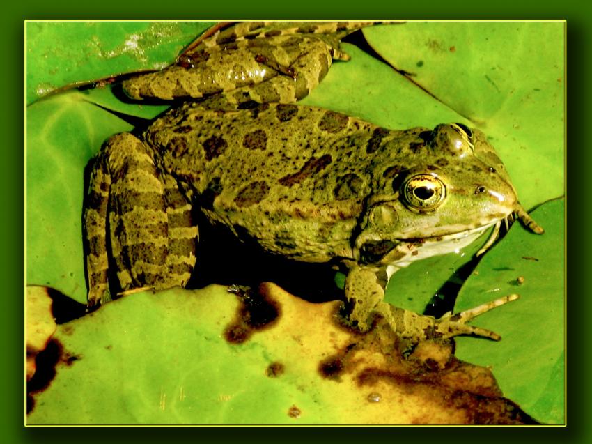 Grenouille