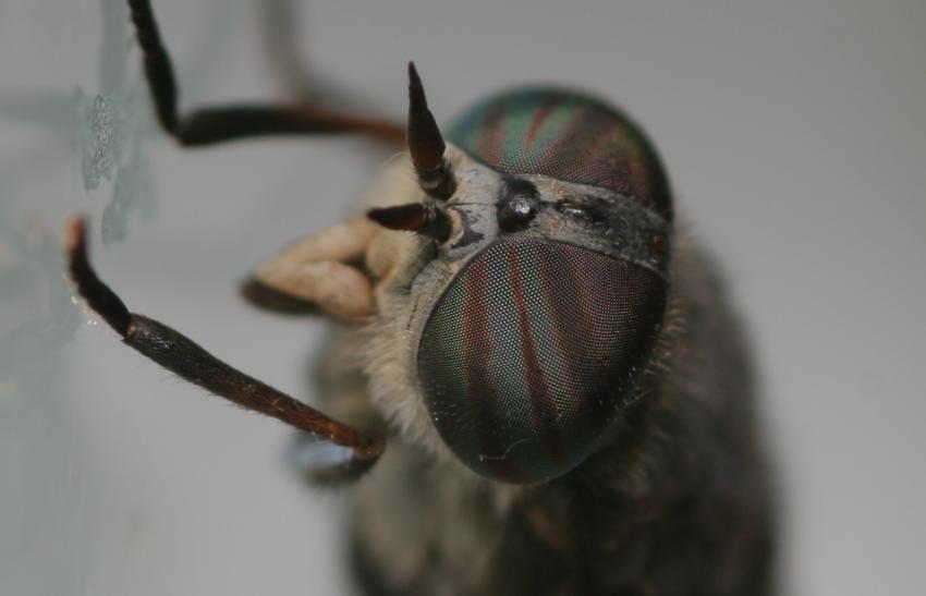Mouche.