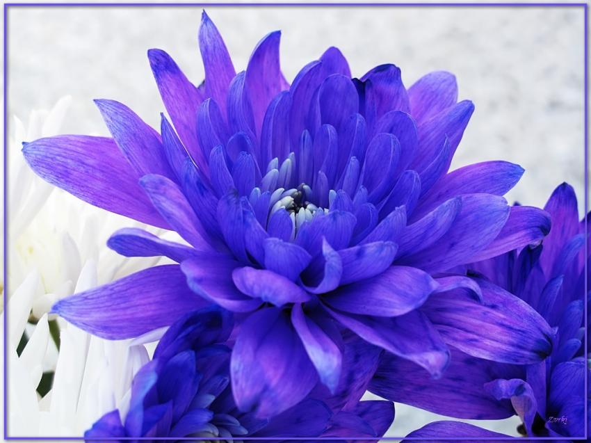 Chrysanthme 2