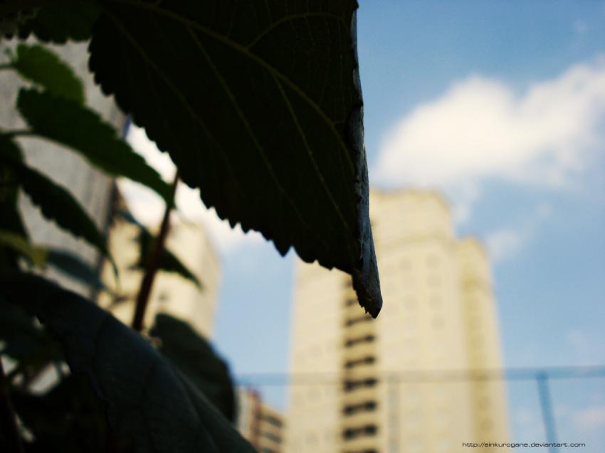 Leaves view.