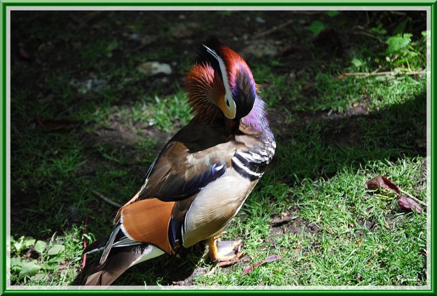 Zoo de Beauval