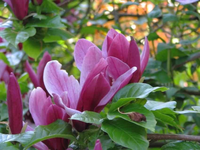 Magnolia