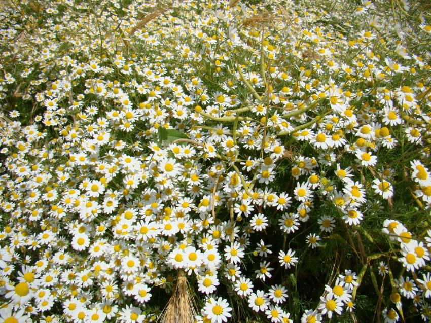 encore des fleurs