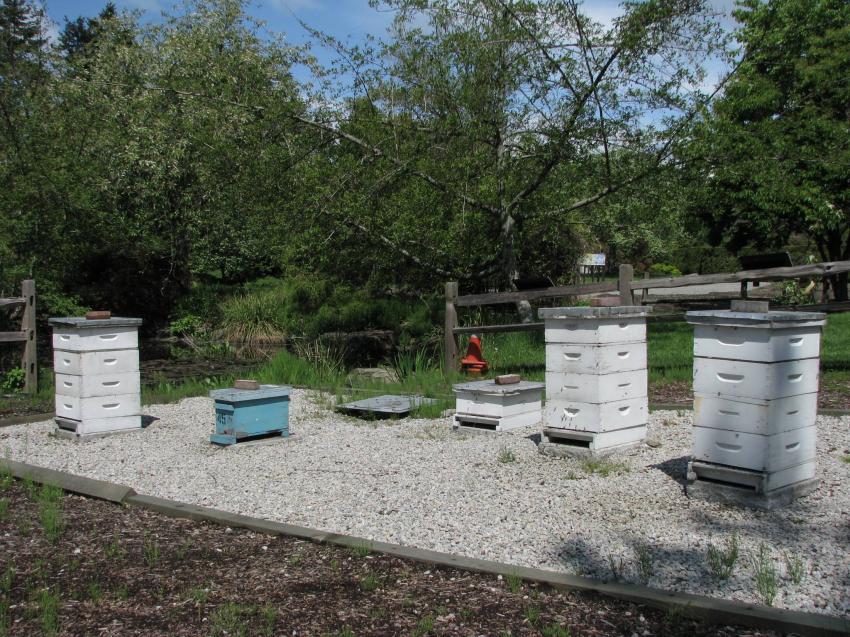 Des abeilles