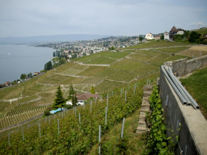 Lavaux 2