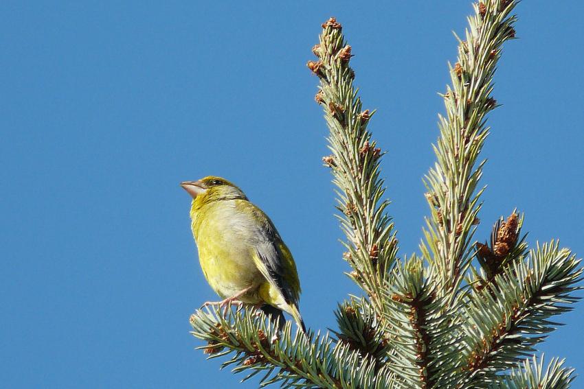 Quel est cet oiseau ?