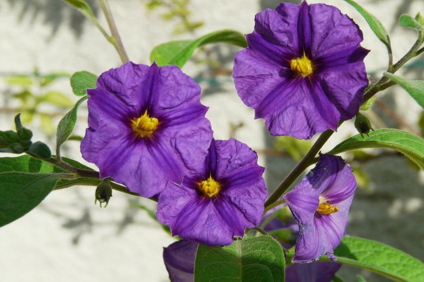 Solanum rantonetti