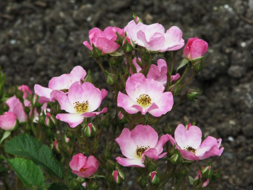 Roses