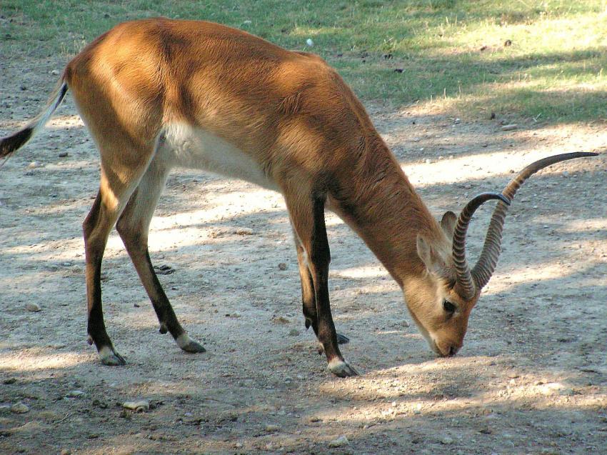 Une jolie gazelle