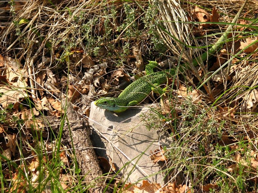 Lezard vert