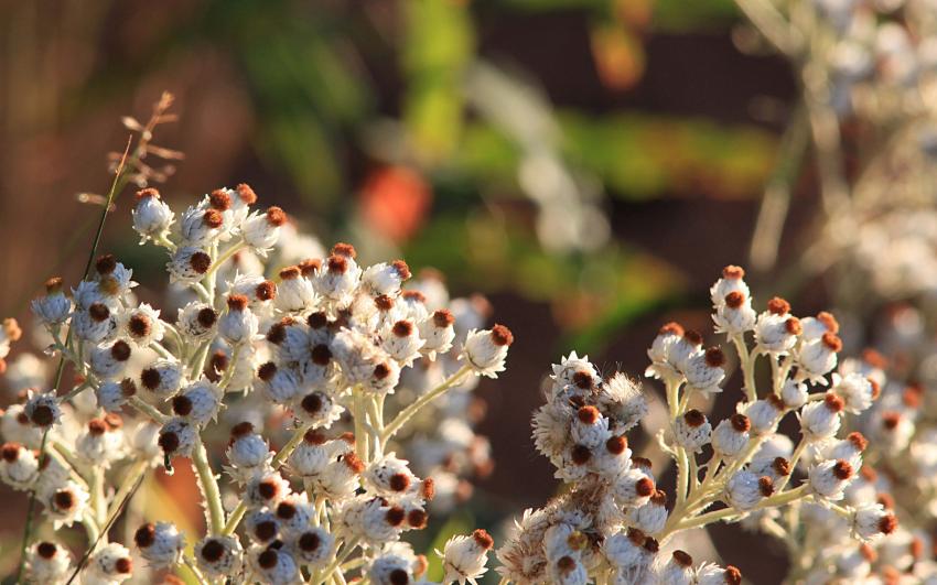 Fleurs sauvages