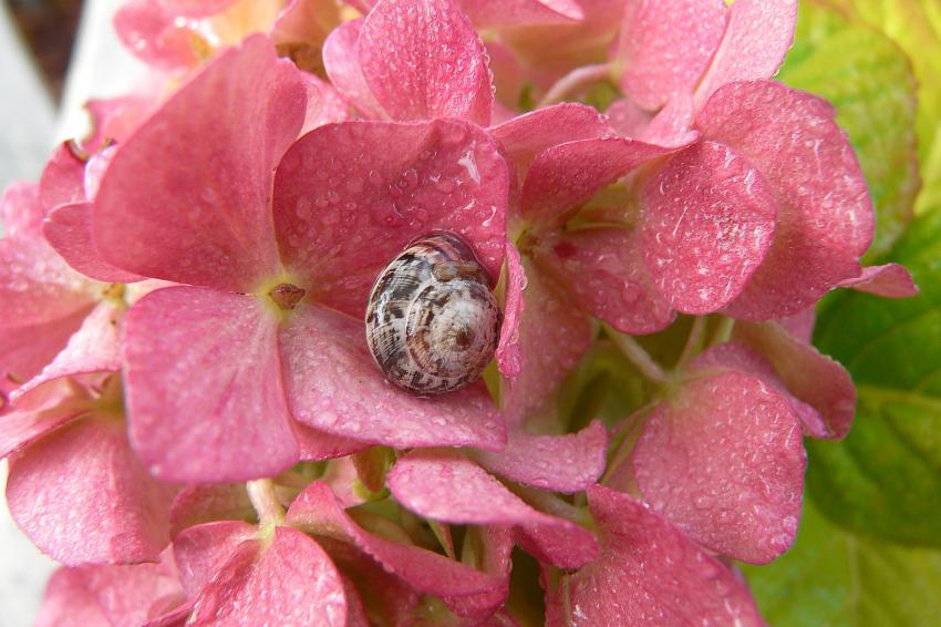 Blotti dans la rose
