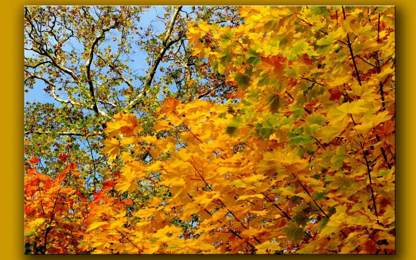 Octobre  Versailles : bleu et or