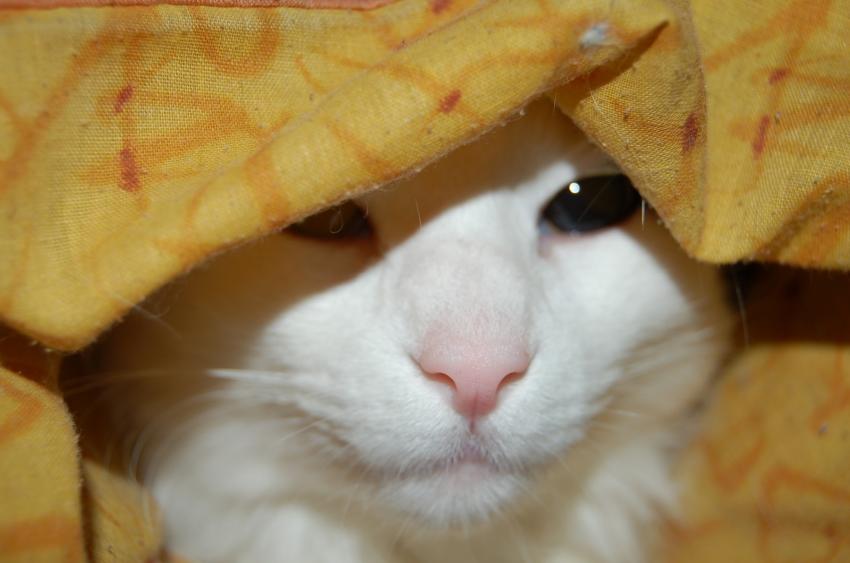 ma geisha