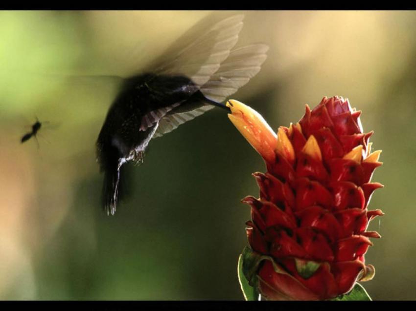 Oiseaux