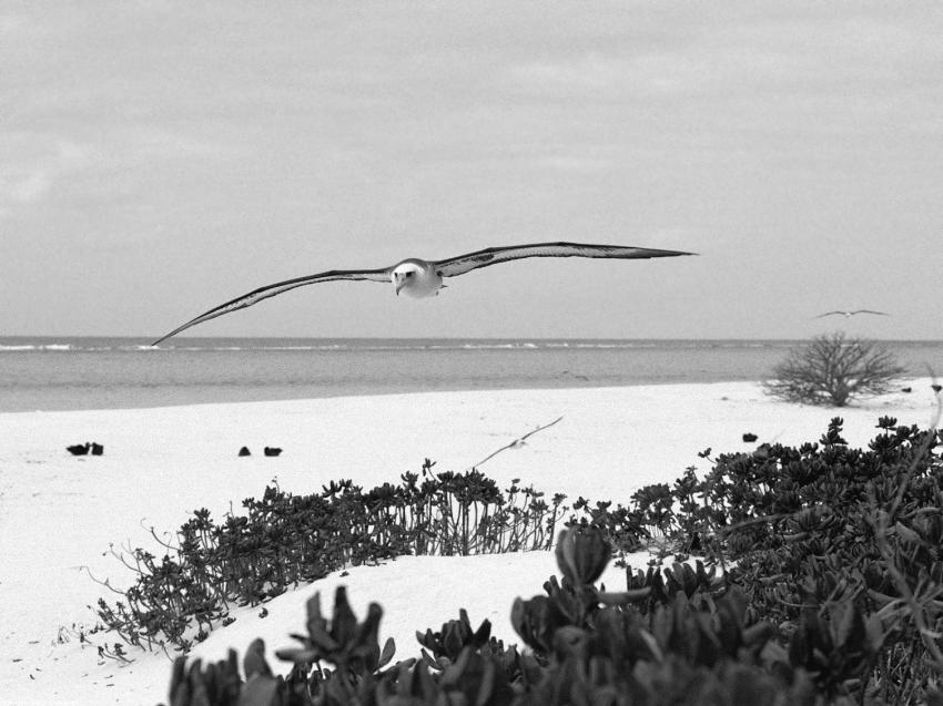 Oiseaux
