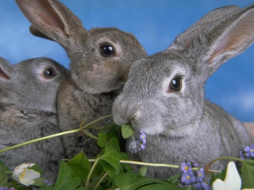 Lapins