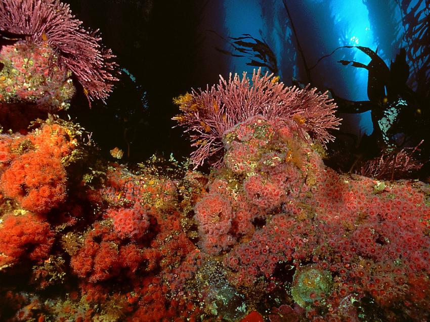 fonds marins
