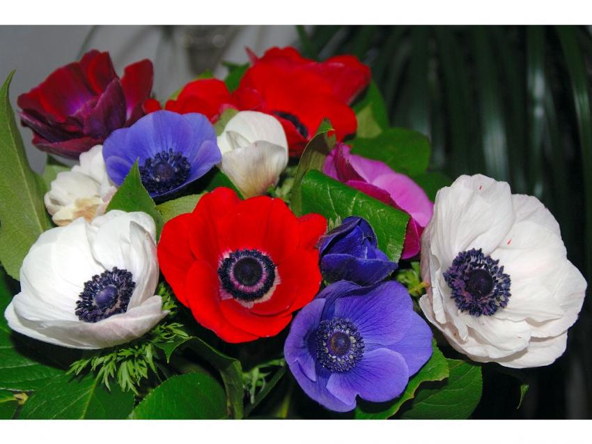  BOUQUET D'ANEMONES