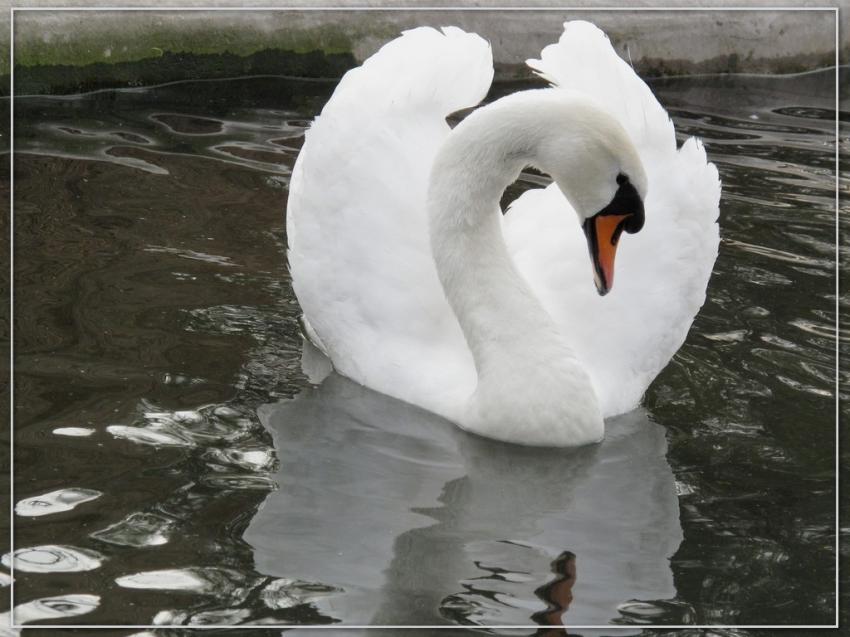 Cygne