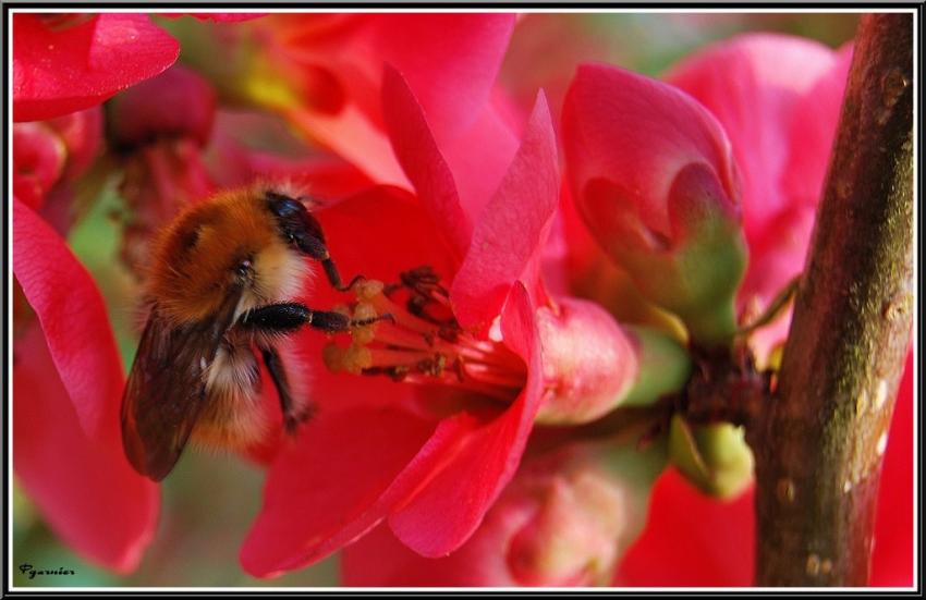 Fleurs de Printemps