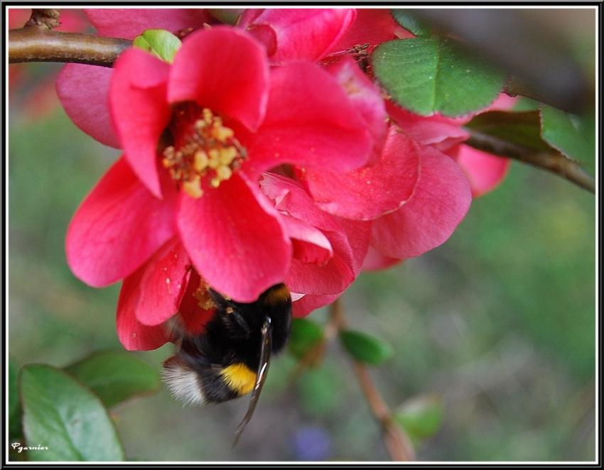 Fleurs de Printemps