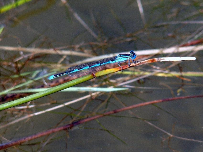 libellelule bleue