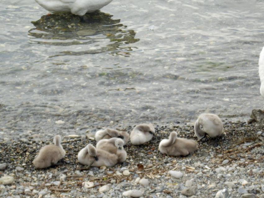 Petite famille!