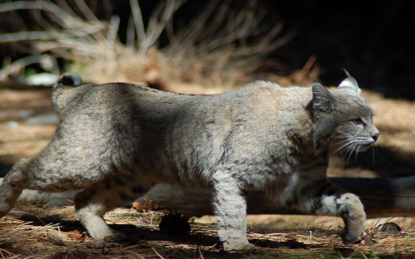 bobcat fin