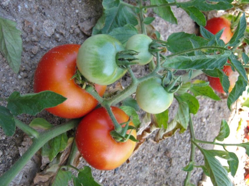 tomates du jardin