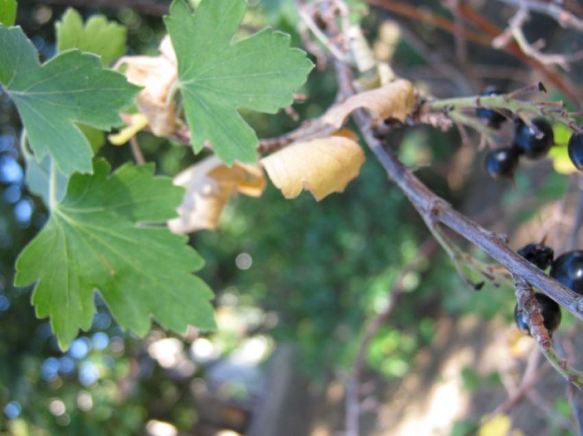 petites feuilles