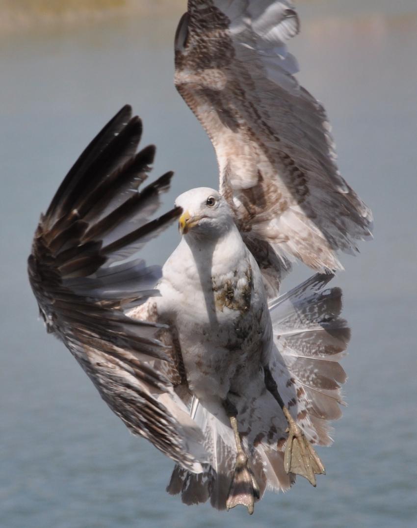 danse de la mouette