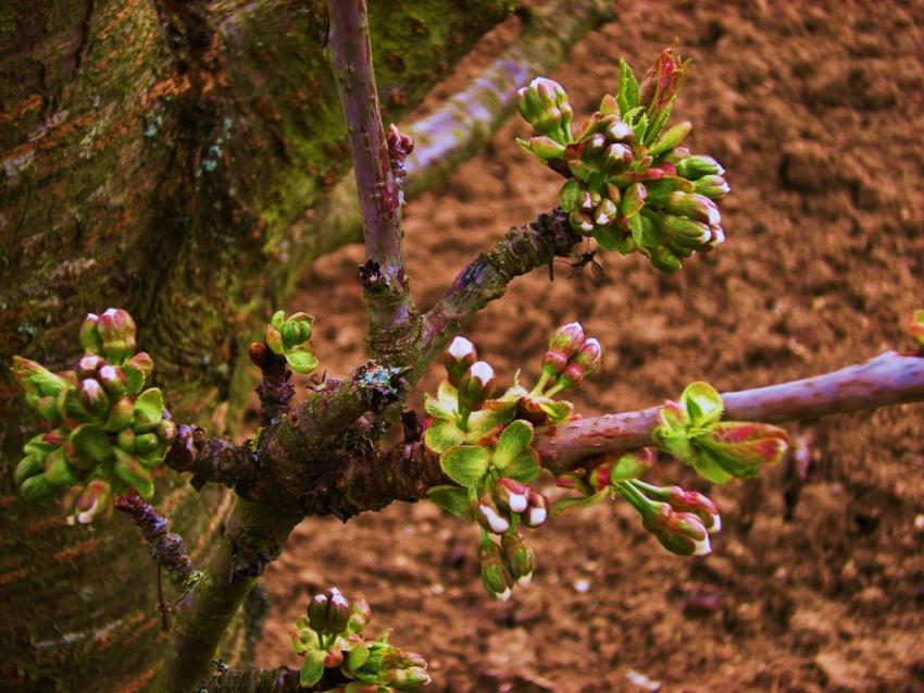 Bourgeons