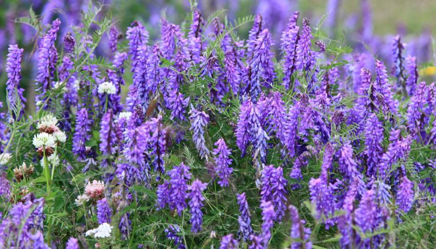 Mauve ou violet ?