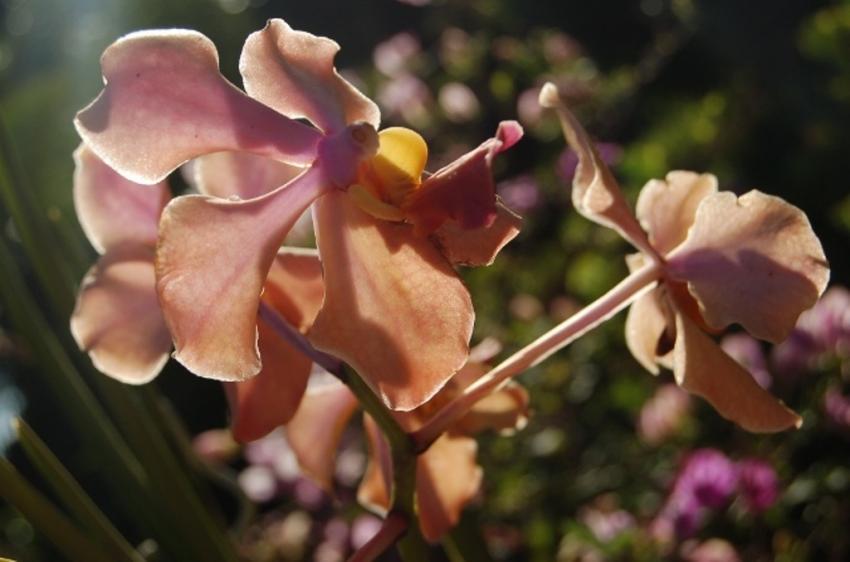 fleurs de tahiti