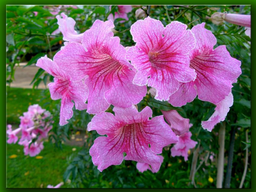 Jardin des plantes