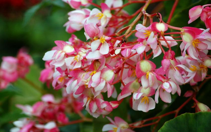 bgonias