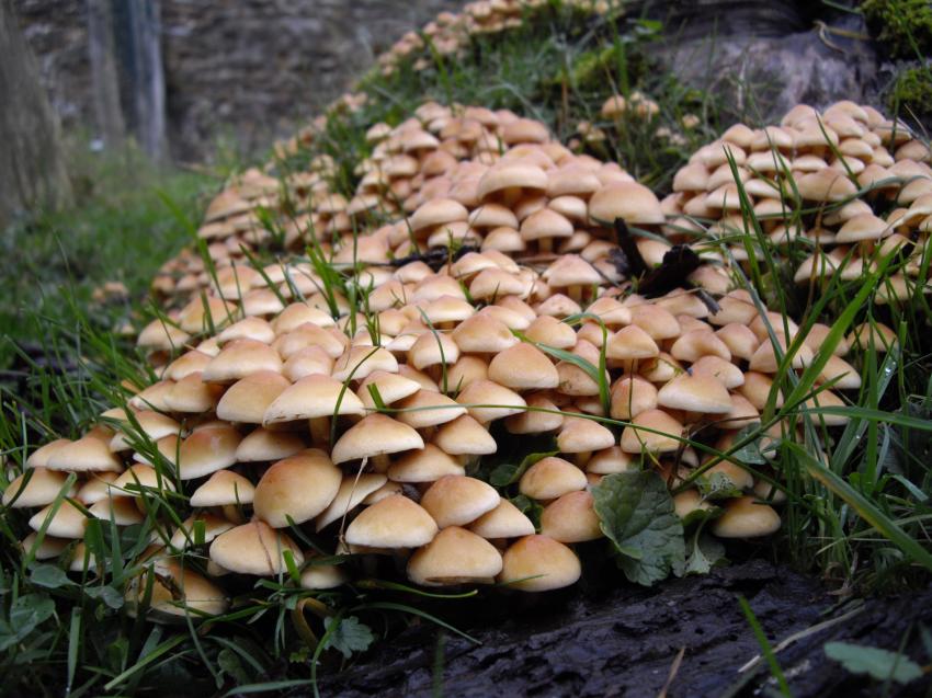 Village de champignons