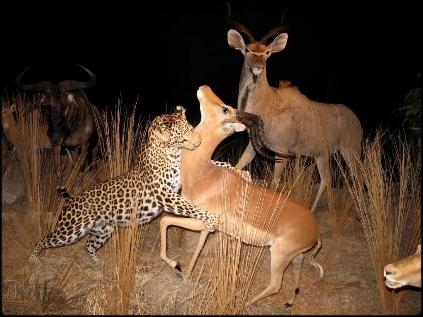 La vie des animaux...