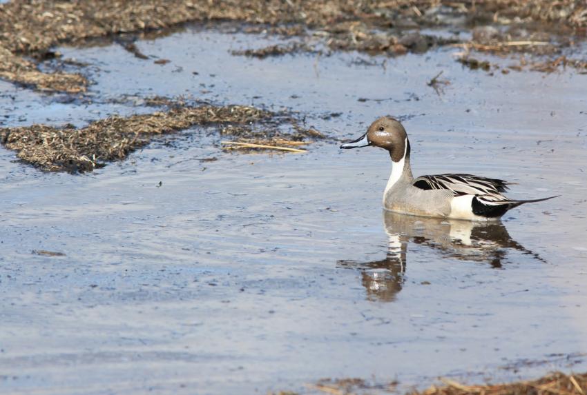 Canard sauvage.