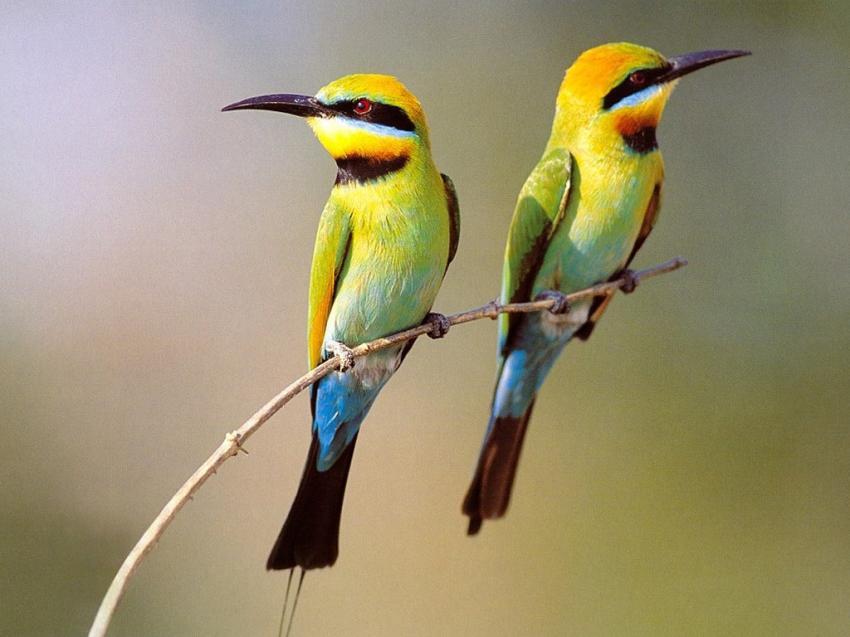 Oiseaux