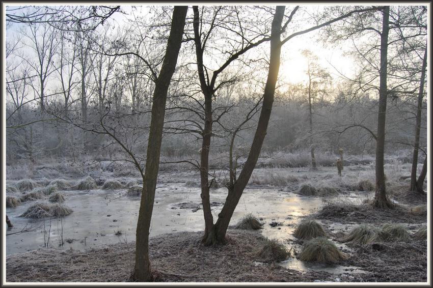 Marais d'Isle  St-Quentin (02)