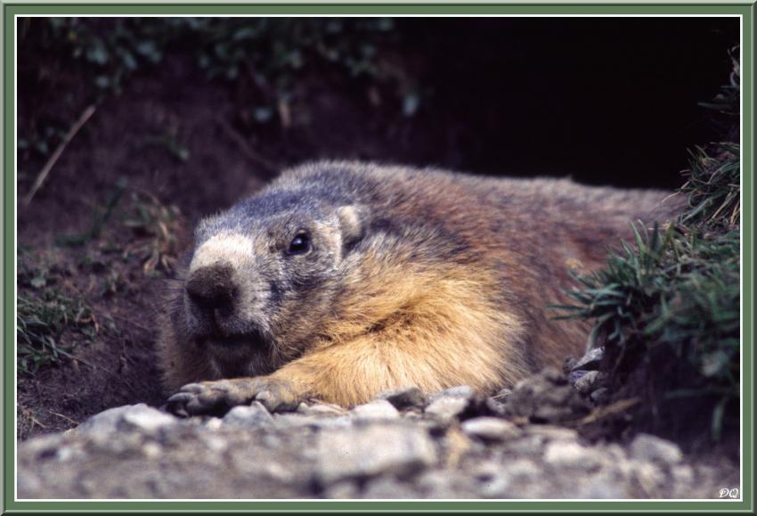 Marmotte