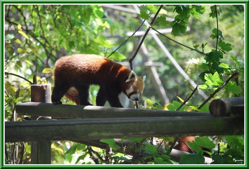 Zoo de Beauval