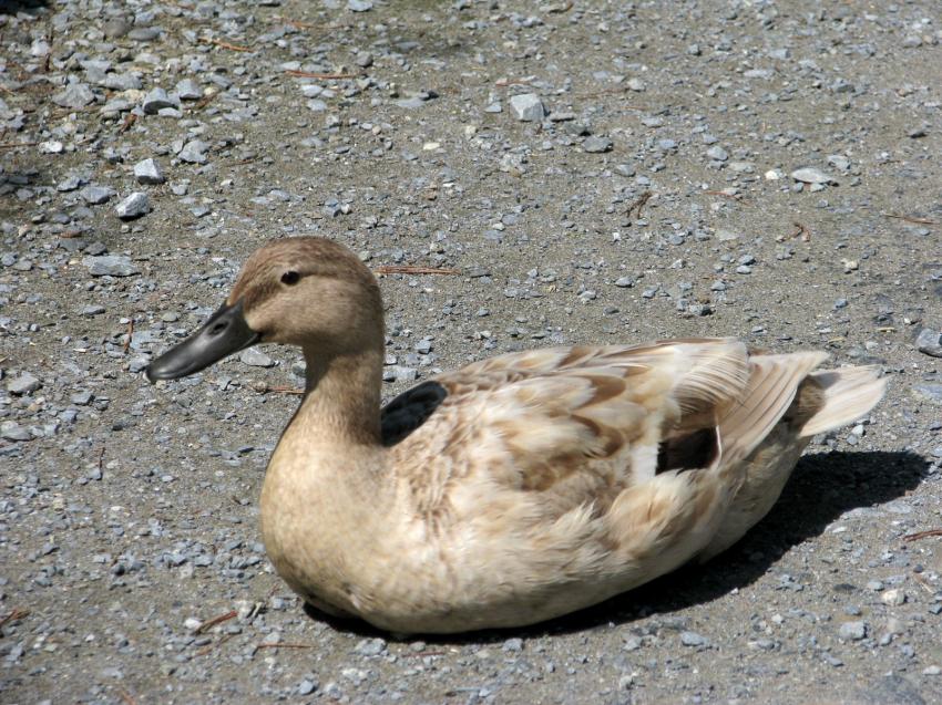 Canard au bec bleu
